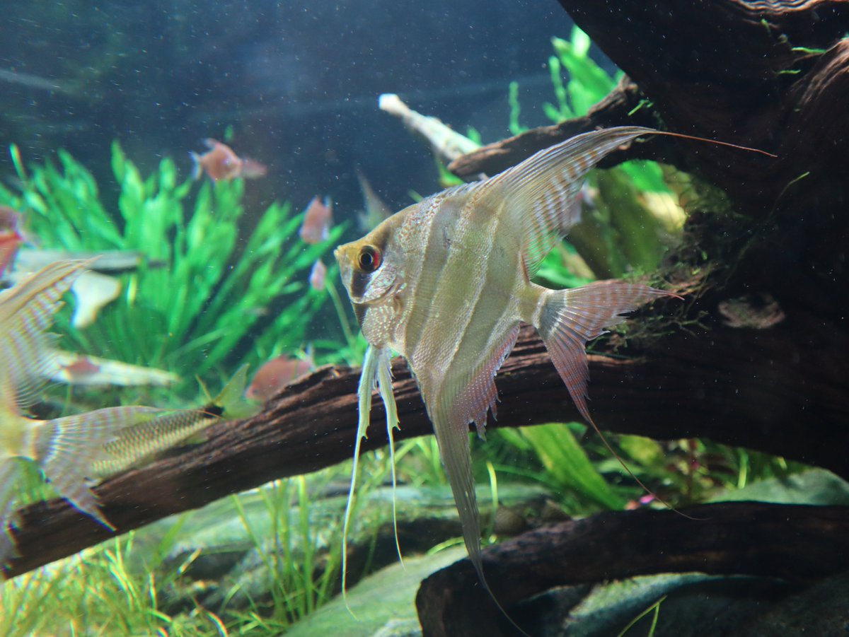 体色が美しい #デュメリリエンゼルフィッシュ 🐟✨ その美しさは