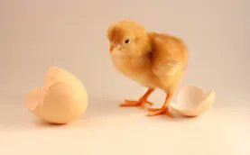 Easter is nearly upon us, and we will soon be seeing these little beauties! 
Have you used up all your tax allowance or do you have any EGGcess! 
#WorcestershireHour <a href="/OneWorcs/">One Worcestershire</a> <a href="/ICBUK/">ICB UK</a> <a href="/TheKilnCo/">The Kiln</a> @BoB_Pershore <a href="/ICB_Global/">ICB Global</a> @NWBLeaders #womanwhoworcs <a href="/HW_Chamber/">Herefordshire & Worcestershire Chamber of Commerce</a> <a href="/BizSmartUK/">BizSmart</a>