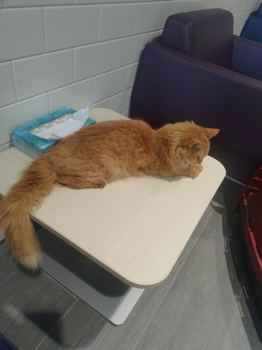 cheeseballcatto's tweet photo. Just hanging out in the waiting room like I'm own the place https://t.co/hloAbIG76X