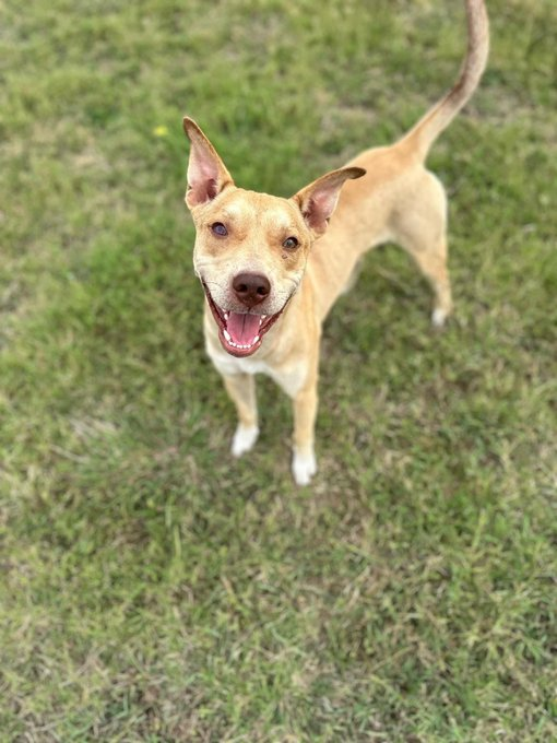 psychicwhisper3's tweet photo. 🆘❕STREAK💔#A353641 #CorpusChristiTX🐕2 Yr Old Male
Lab/Ret Mix
Found Injured😟No M/Chip⏰4/3☠️
🏥 Suspected Head Trauma😢
▪️ Episodic 4 Limb Weakness/Incoordination
Some Corneal 👁️Opacity😟Please Help
Him Obtain A #MedicalResQ Asap🙏
Plz Help By #RT #Pledge INFO⬇️ https://t.co/u8eO8V2Gk0