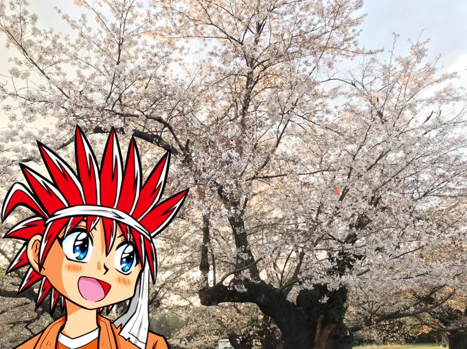 ゲット召喚シリーズ7 ゲットと桜 今年の桜は早かった!ゲットと桜です。 