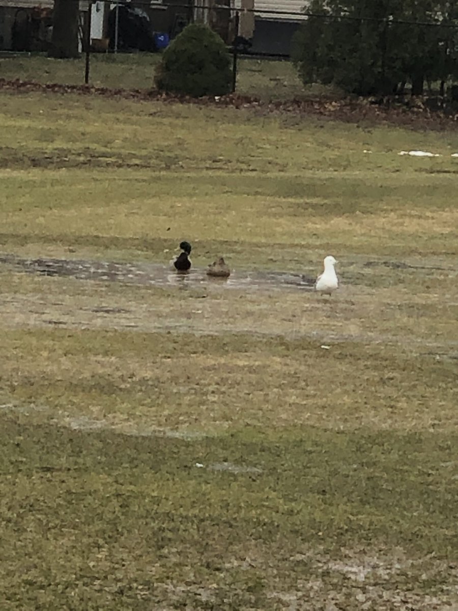 At least someone is getting to enjoy our soggy field on a rainy day!#Springtimeswimsandbaths