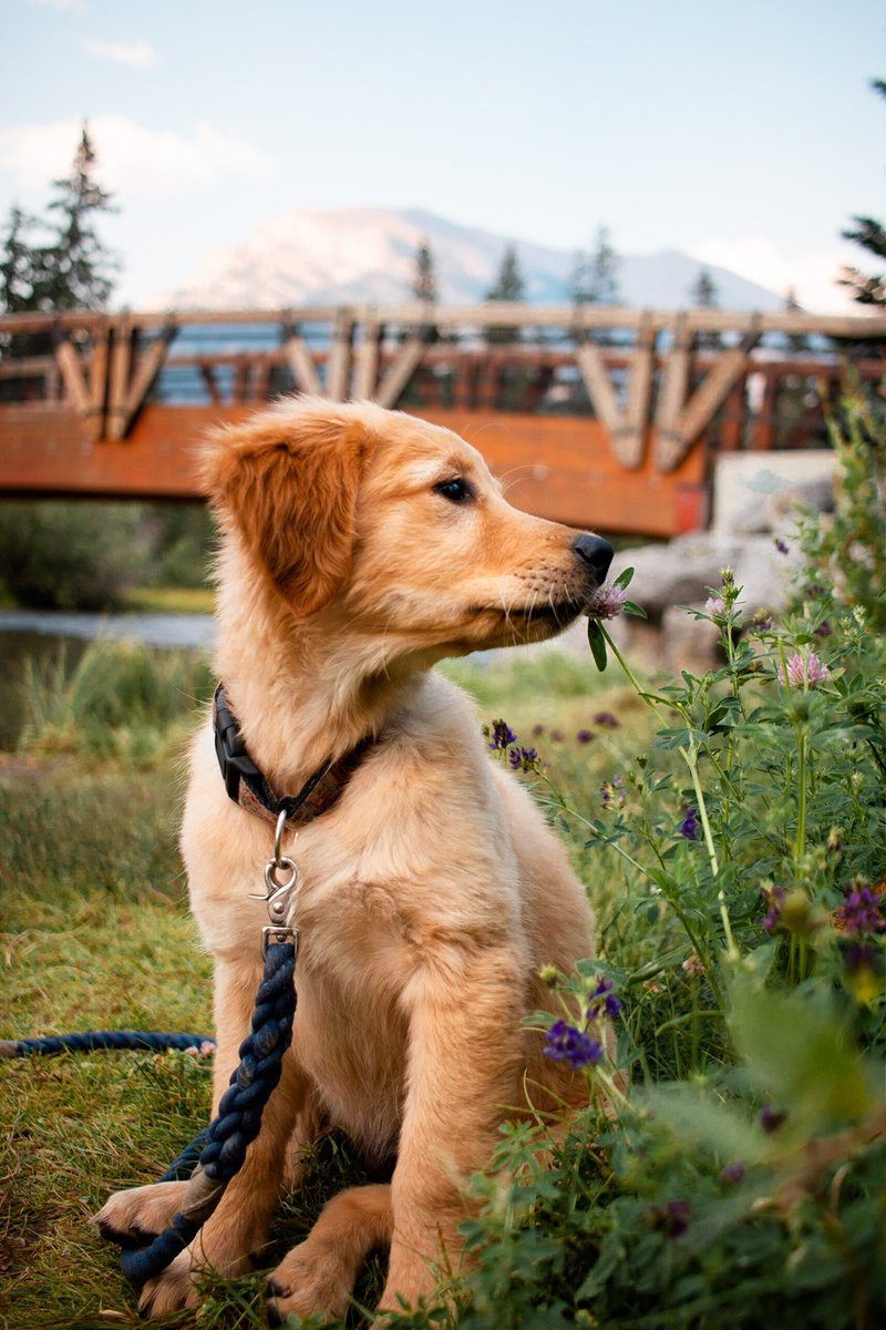 The mountains are calling 🌄 #kipandkaan #GoldenRetrievers #dogs