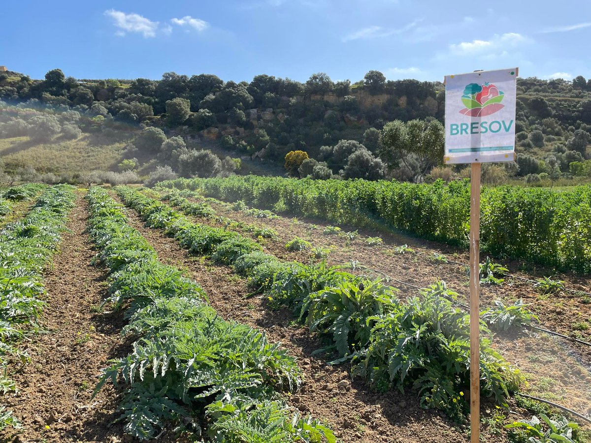 BRESOV_EU's tweet photo. Day 3 of the #BresovEU Final Conference 🇮🇹 
Today, the event attendees paid a visit to Terre del Barone organic farm which focuses on participatory organic breeding and farming, as well as the Garden of Kolymbethra where they explored the Greek agroecological approach. https://t.co/jszRoiPsg8