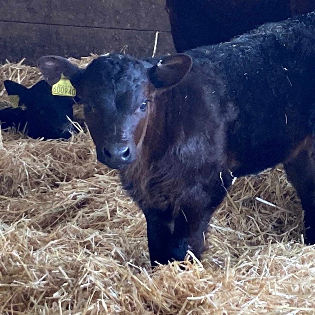 TorCoastCountry's tweet photo. Some very cute new additions to our farm this month! Say hello to some of our new calves born this spring.
#calf #calves #rubyreddevon #aberdeenangus https://t.co/WAEYWkGSca