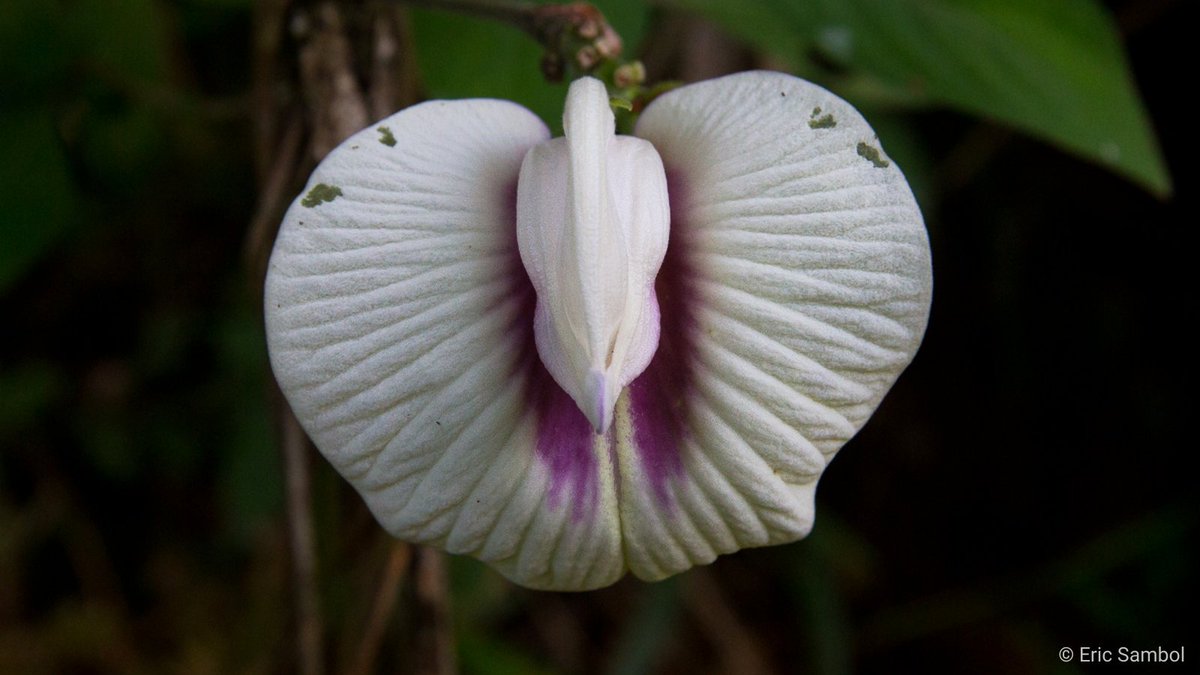 #Belize is home to a spectacular array of plant and animal species. The country is also covered by the largest remaining rainforests north of the Amazon basin. By protecting Belize’s trees, our #TreesofBelize project supports biodiverse ecosystems and climate resilience.
