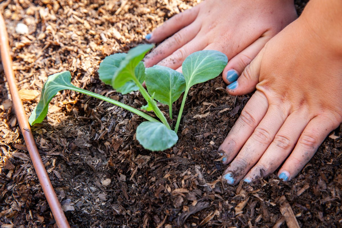 We're ready for spring planting! Today our 3rd & 4th graders are nourishing the soil with compost before planting potatoes and spring crops! 

#planting #spring #garden #outdooreducation #elementaryschool #BayAreaSchool