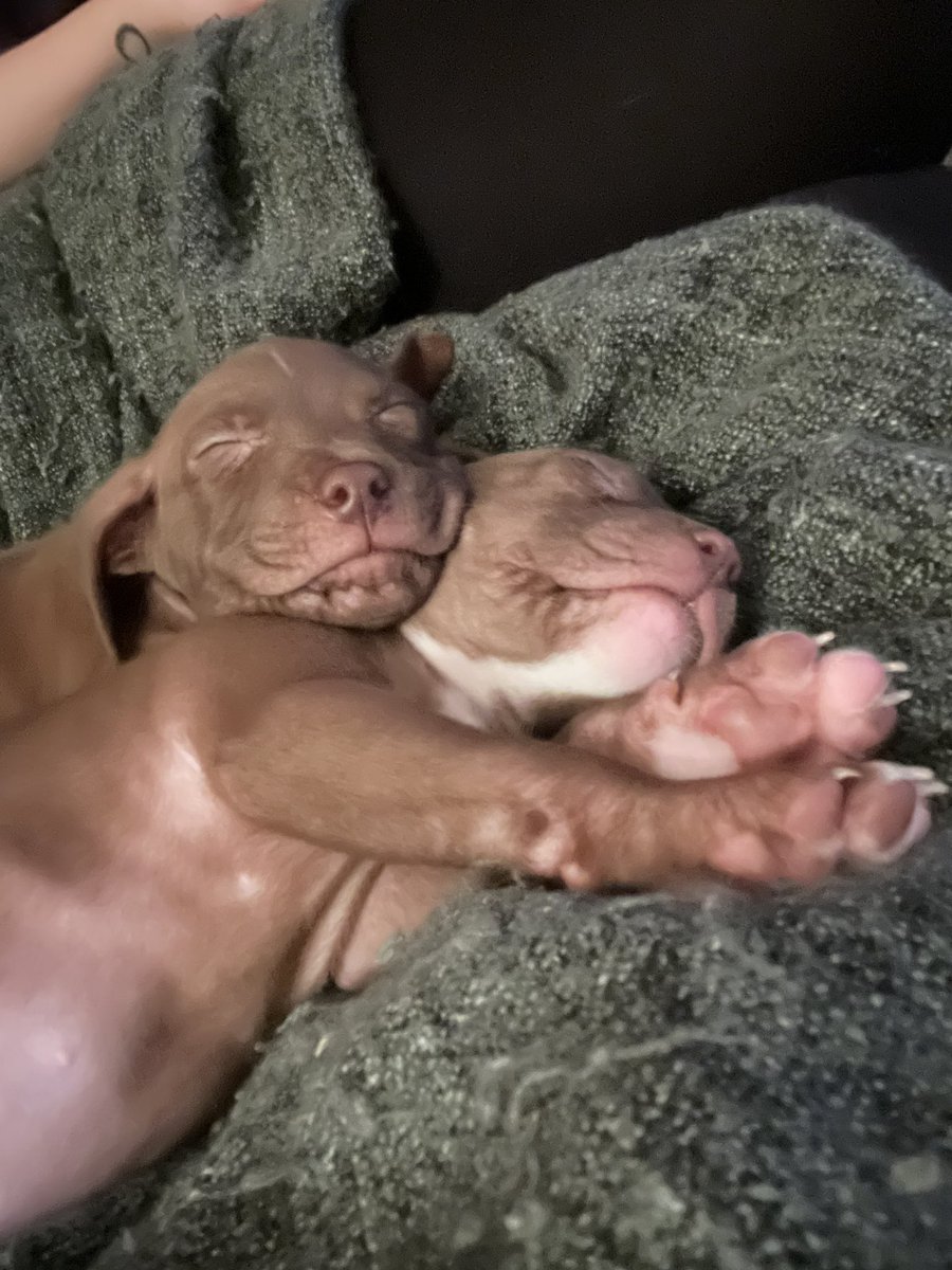 SeanPinkstaff's tweet photo. @AnneMunition Here’s a few of the new puppies. 2 out of our 7 https://t.co/m3GHbwdDVq