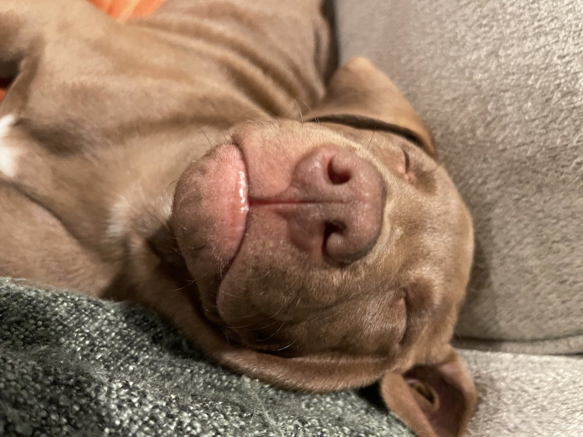 SeanPinkstaff's tweet photo. @AnneMunition Here’s a few of the new puppies. 2 out of our 7 https://t.co/m3GHbwdDVq