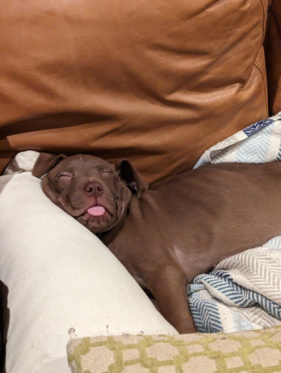 SeanPinkstaff's tweet photo. @AnneMunition Here’s a few of the new puppies. 2 out of our 7 https://t.co/m3GHbwdDVq