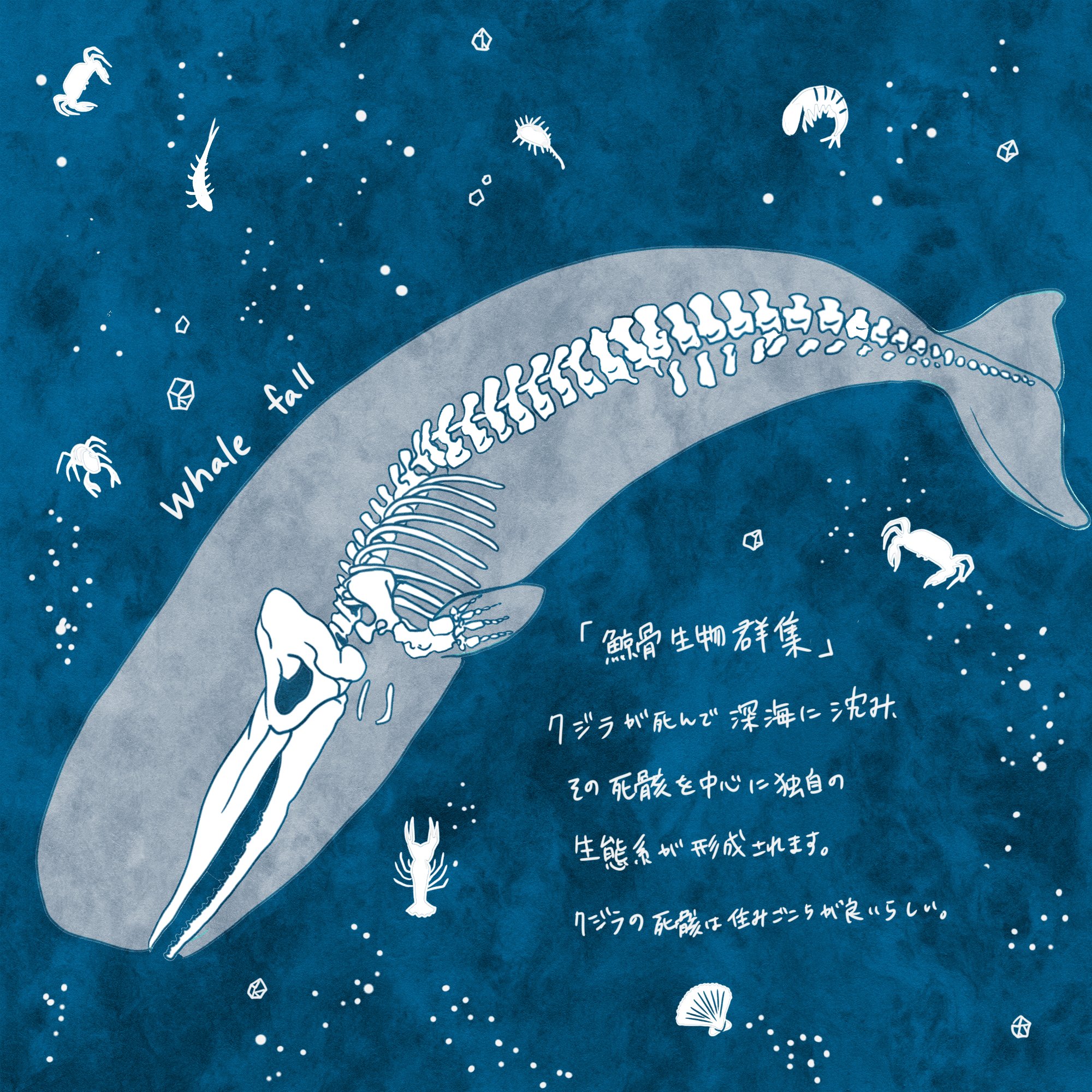 クジラの骨（鯨骨）