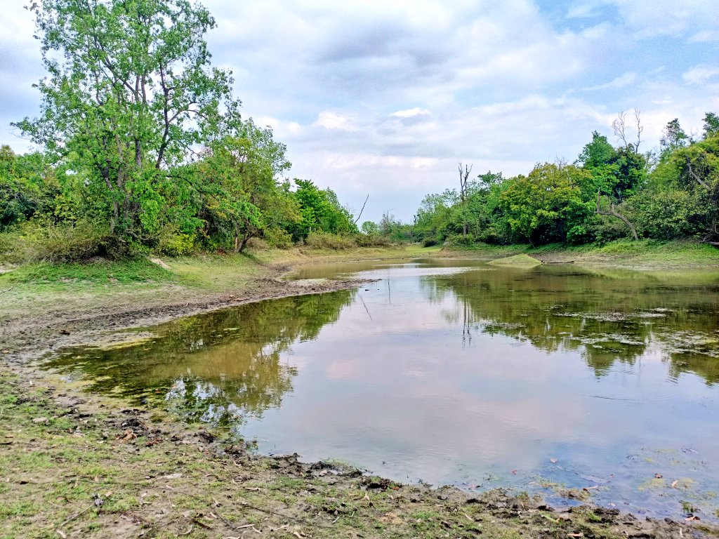 VaibhavSinghIFS's tweet photo. A water body being used by elephants which needs de-siltation, a trail with multiple #Tigers #pugmarks which needs regular monitoring and a #grassland which is being infested by lantana which requires eradication. Observations during today's field visit. #IndianForestService https://t.co/87klrX8n8G