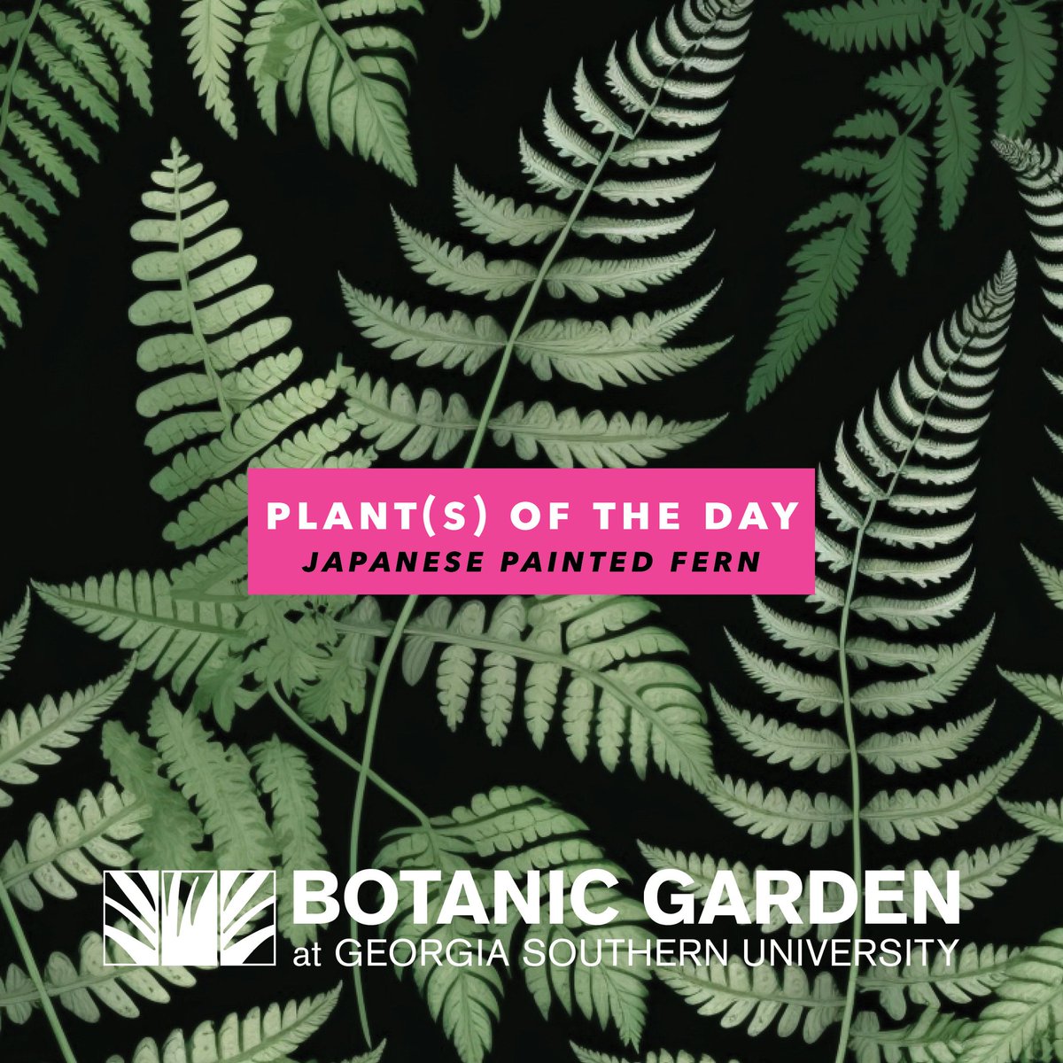 BotanicGSU's tweet photo. Plant of the Day - https://t.co/3NHS7fAYsB https://t.co/kSxnsSxF0H