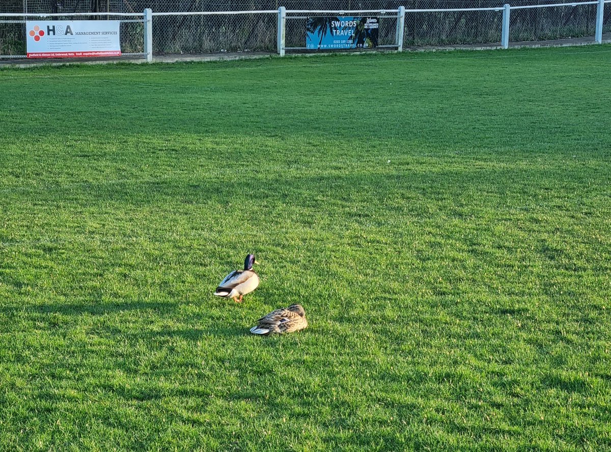 SelstonFC's tweet image. 🌧 Guess what? Yeah.. Pitch Inspection Tomorrow, 9am for our Home game on The Parish against @SleafordTownFC in @utdcos. We currently have 75% of the pitch with standing water on it.. #DuckOff #SFC