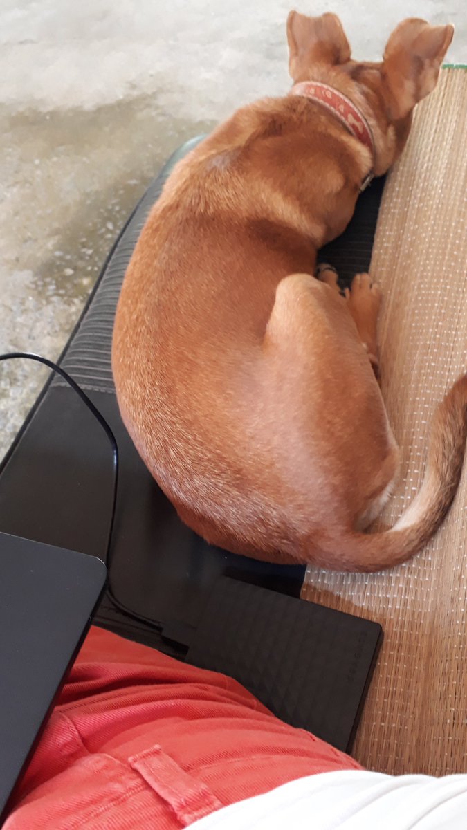zerolimoes's tweet photo. CLASSIFIQUE SEU PET

raça: vira lata caramelo compacto
nome: Ravena 
idade: 6 anos 
beleza: 10/10 
carinho: 8/10 pede carinho mas foge as vzs quando não pediu
raiva: 6/10
medo: 9/10 
apelido: nazaré, vena, sem noção
já mordeu: já e eu chorei q https://t.co/Ac7sUXDIbt