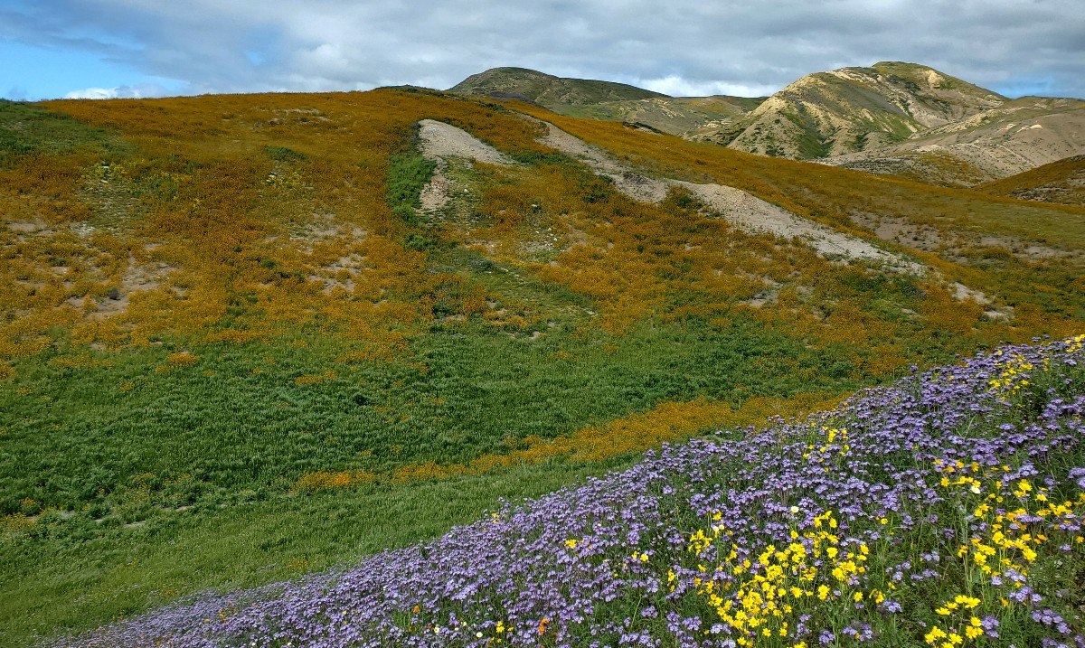 Bureau of Land Management California on Twitter "🌻Wildflowers are in