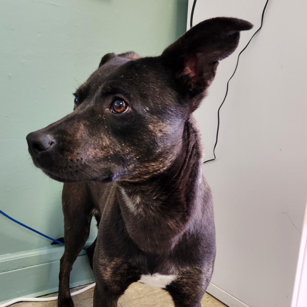 Tulsa_SPCA's tweet photo. Put your paws together for Julian! 🐾

He is a shy yet charming canine searching for patient owner with relaxed lifestyle. Looking for gentle guidance to help him come out of his shell. Treat him sweet and kind and he'll blossom. https://t.co/NTVjejLUlO
