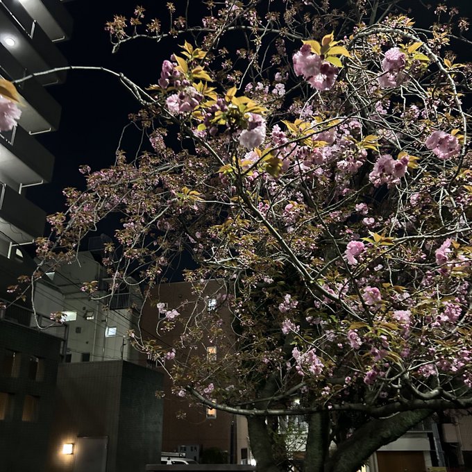 ねえ、秒速5センチなんだって。 桜の花の落ちるスピード。 秒速5センチメートル 