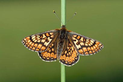 GroupEnergia's tweet photo. We are delighted to announce our commitment to the All-Ireland Pollinator Plan. By joining, we are committing to implement measures to protect and support pollinators and their habitats.
#SDGs #Biodiversity #PollinatorPlan #Renewables #Sustainability https://t.co/UcdF8XqDpI