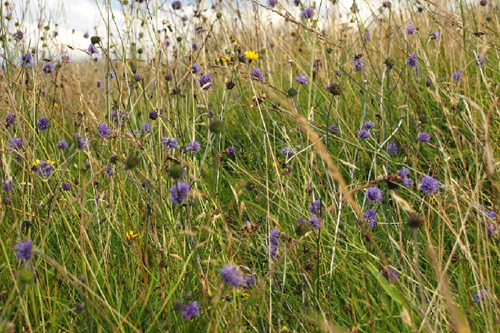 GroupEnergia's tweet photo. We are delighted to announce our commitment to the All-Ireland Pollinator Plan. By joining, we are committing to implement measures to protect and support pollinators and their habitats.
#SDGs #Biodiversity #PollinatorPlan #Renewables #Sustainability https://t.co/UcdF8XqDpI
