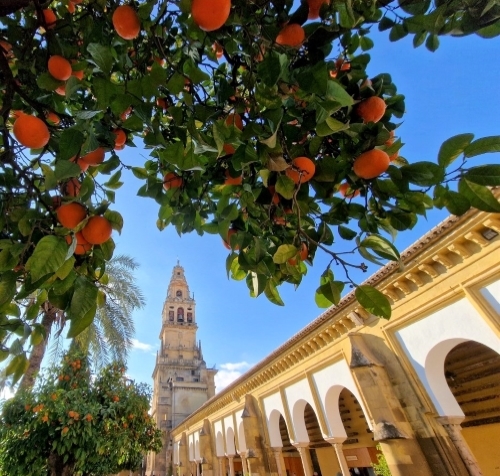 Casa Olea tweet media