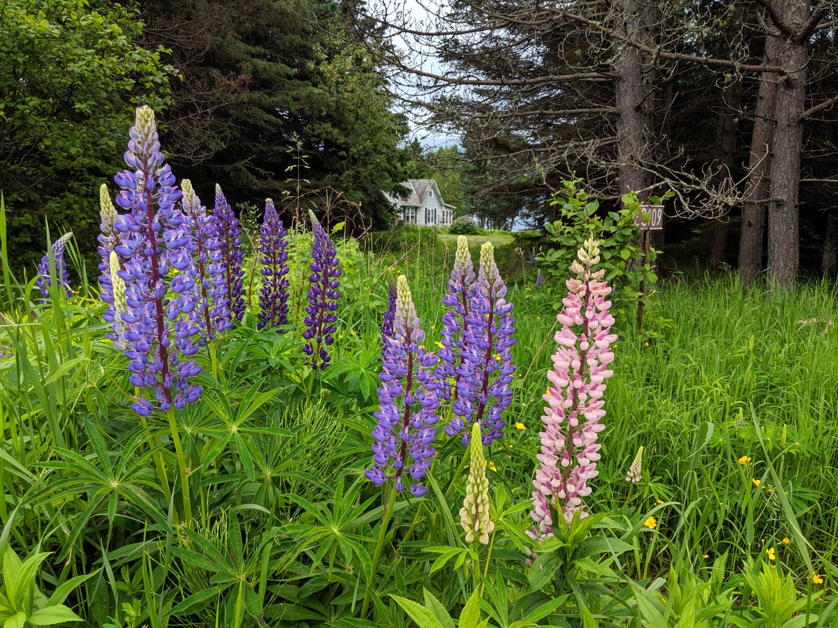 @KhanaMadeEasy @travelingmkter @TravelBugsWorld @jenny_travels @LindaPeters64 @chernorris @CharlesMcCool @BackpackingTony @afewmilesmore @66Travelers @OdetteDunn @StampedMoments @sl2016_sl @TimeTraveler911 What gorgeous wildflowers! Wildflowers are some of my favorite #discoveries, as well!!! #FlashbackFridayz