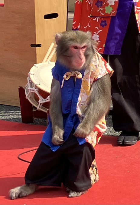 コレが本当に最後？ #ハヤテ🐵✨①座ってるハヤテ②ふいに片足を上げるハヤテ🤣③顔を掻いていい？(この仕草が好き💓)④何々