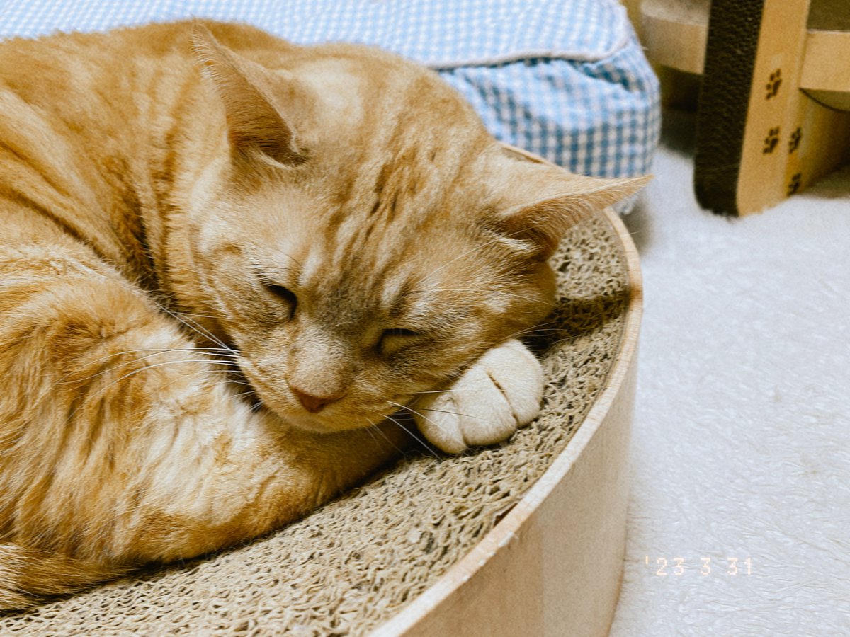 gajumaru3's tweet photo. 三月尽猫は何時もの様に眠る　
#kigo #haiku #micropoetry  #今日の猫 #猫をどうぞ #catstagram #cat #保護猫と暮らす https://t.co/jFCmGBUO9T