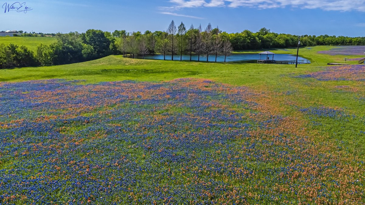 WatersEdgeDigi1's tweet photo. Good morning and TGIF!
This is an aerial image of an amazing field of wildflowers. Have a fantastic Friday.
Industry, Texas
#watersedgedigitalphotography #texas #texasphotographer #canon #canonphotography #canonphoto #texaswildflowers #texaslandscape #texasbeauty #bluebonnets https://t.co/CycPwLOOyg