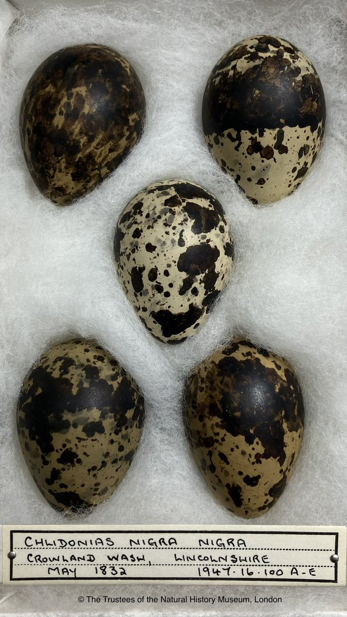 Black Tern eggs from Crowland Wash, Lincolnshire in 1832. At that time they bred in huge numbers but drainage of the fens in the 1800s led to their dramatic decline as a breeding species - the last breeding in the UK was in 1978 #FridayThoughts #ornithology #birds #biodiversity