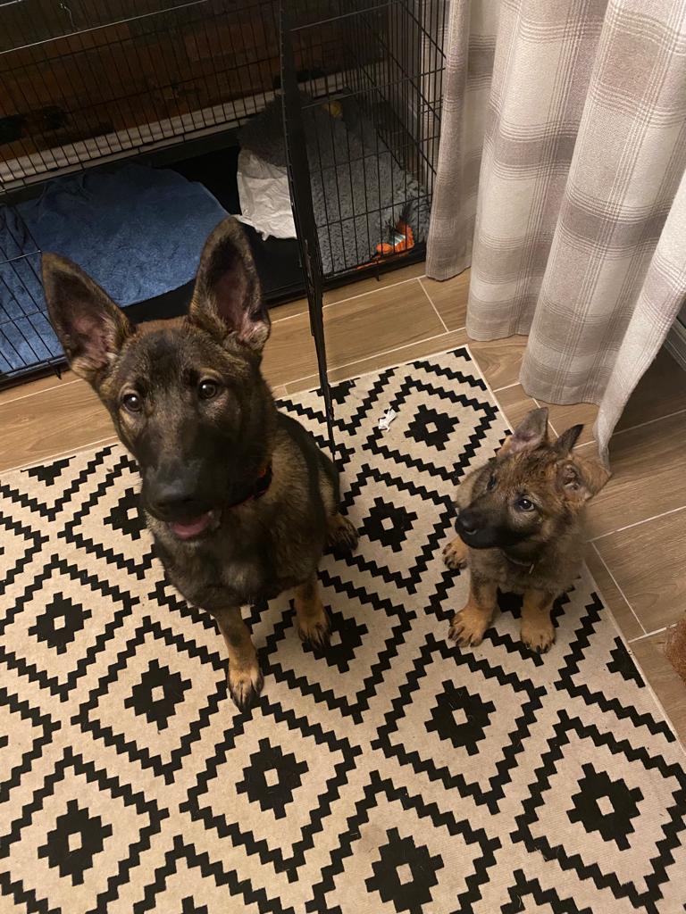 Xray-Sierra Two Zero (former) tweet media