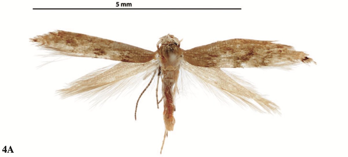 jacobgorneau's tweet photo. Argyresthia iridescentia Gorneau &amp; Dombroskie, 2023, named for the iridescent appearance on the wings, appearing a dull lead brown in some cases, and a golden shine in others. Predicted to have a host plant in #Pinaceae based on our analysis. https://t.co/sxZF6MvWCb