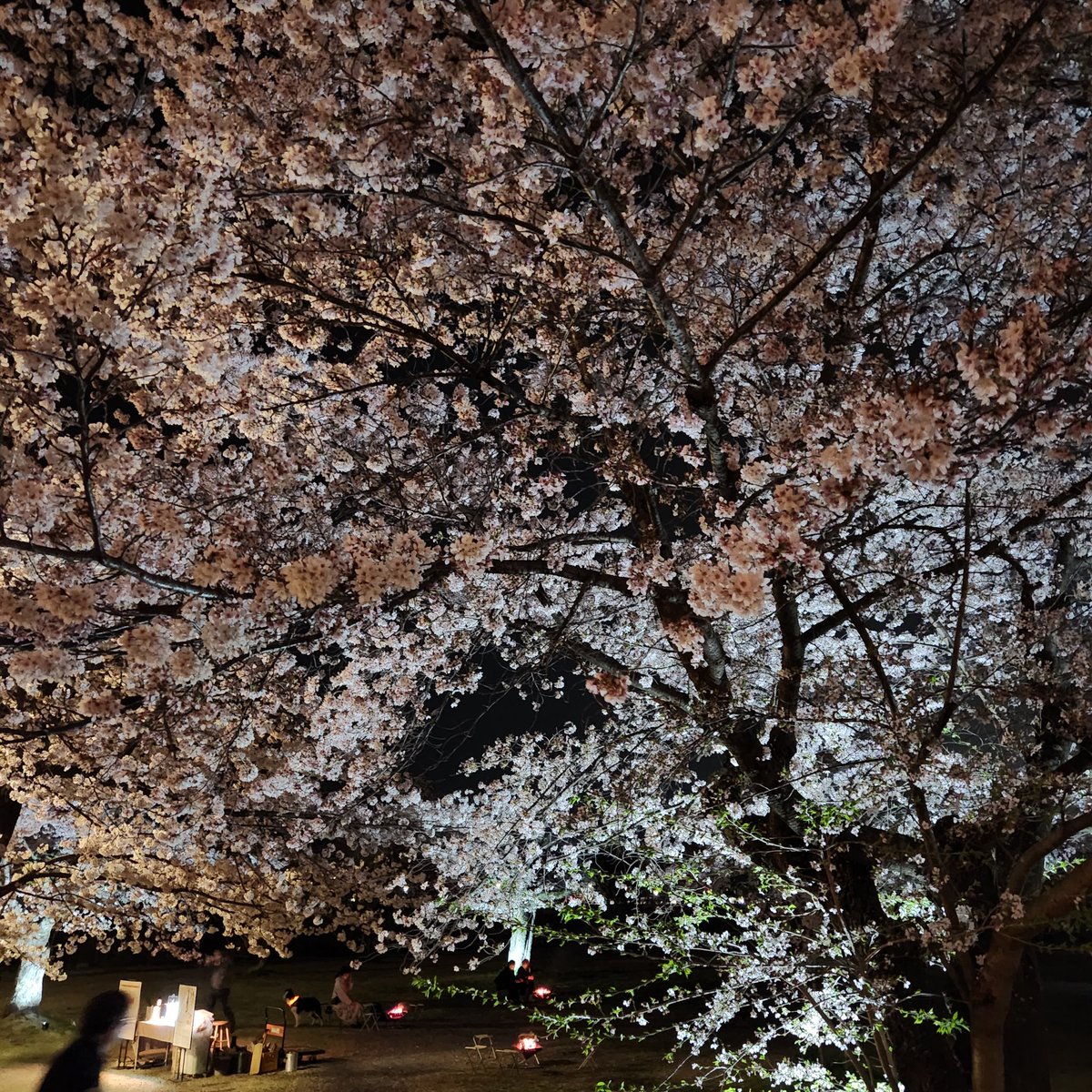 mechanroro11's tweet photo. 夜桜&amp;お月様@嵐山🌸 https://t.co/niJGp18xKf