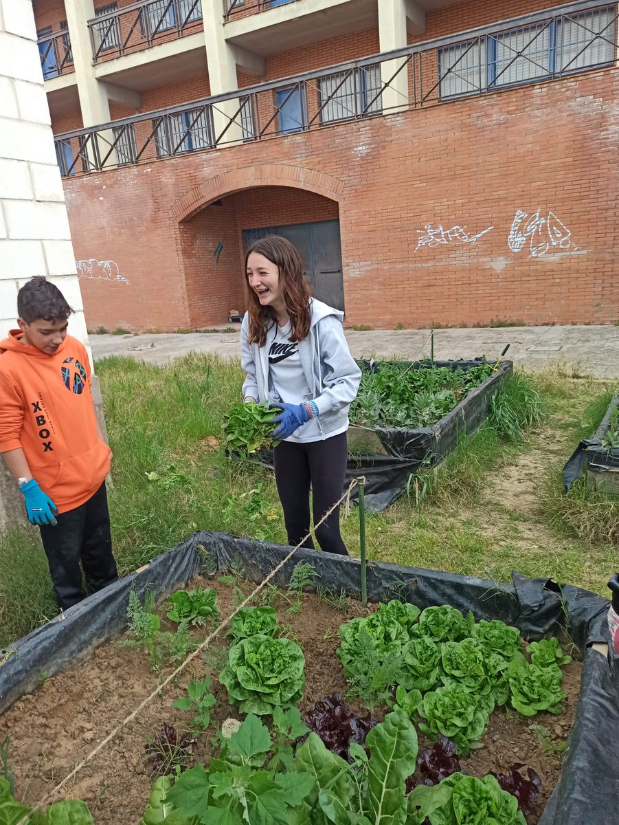 sanjosevva's tweet photo. Los alumnos de Botánica Aplicada de 3º ESO recolectan la cosecha de primavera: habas, cogollos de Tudela y acelgas. ¡Buen trabajo! https://t.co/yLBTltis3Q