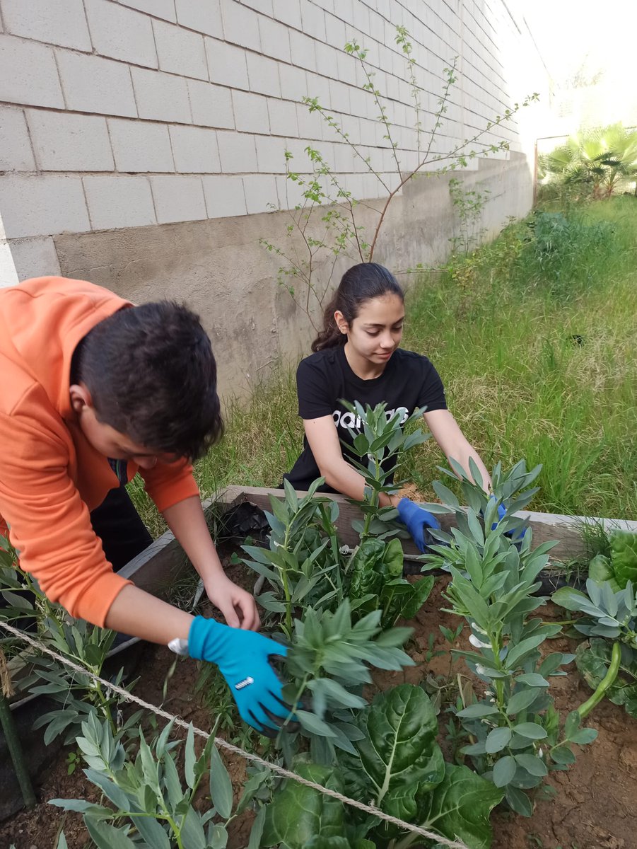 sanjosevva's tweet photo. Los alumnos de Botánica Aplicada de 3º ESO recolectan la cosecha de primavera: habas, cogollos de Tudela y acelgas. ¡Buen trabajo! https://t.co/yLBTltis3Q