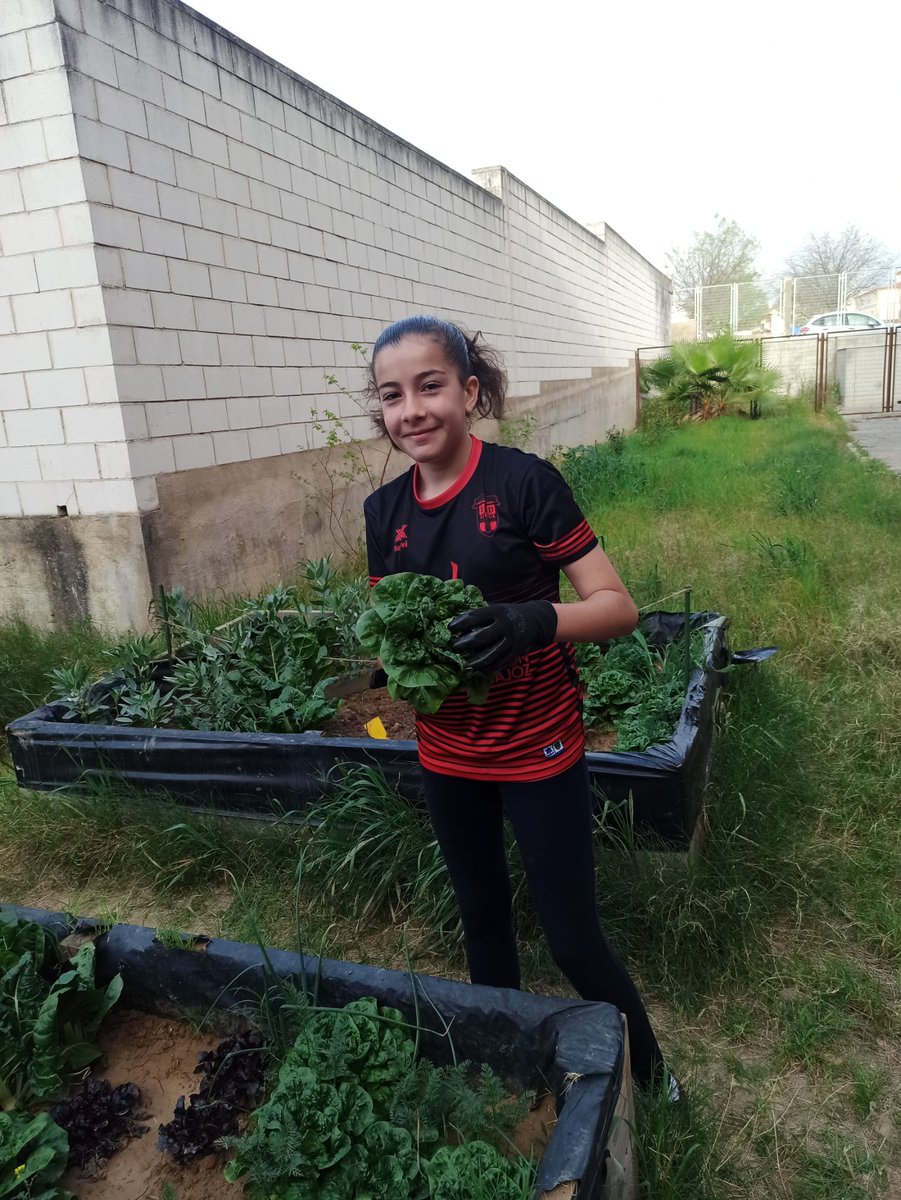 sanjosevva's tweet photo. Los alumnos de Botánica Aplicada de 3º ESO recolectan la cosecha de primavera: habas, cogollos de Tudela y acelgas. ¡Buen trabajo! https://t.co/yLBTltis3Q