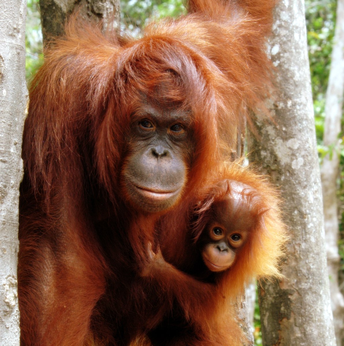 @GregHands @tzafrul_aziz @UKinMalaysia @UKAmb_Hay @biztradegovuk @AndrewBowie_MP @KemiBadenoch @annietrev @natalieblackuk @DBTInvestment @tradegovukMYS @RichardGrahamUK And Orangutans and millions of other species including some yet to be discovered will die in bigger numbers because we join an unregulated deal Rishi Sunak you should be ashamed of yourself