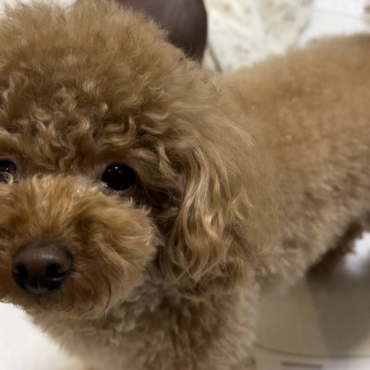 Michelle_e0705's tweet photo. 写真を撮ってほしいミシェル🐶📷 https://t.co/RiJVLwU7cU