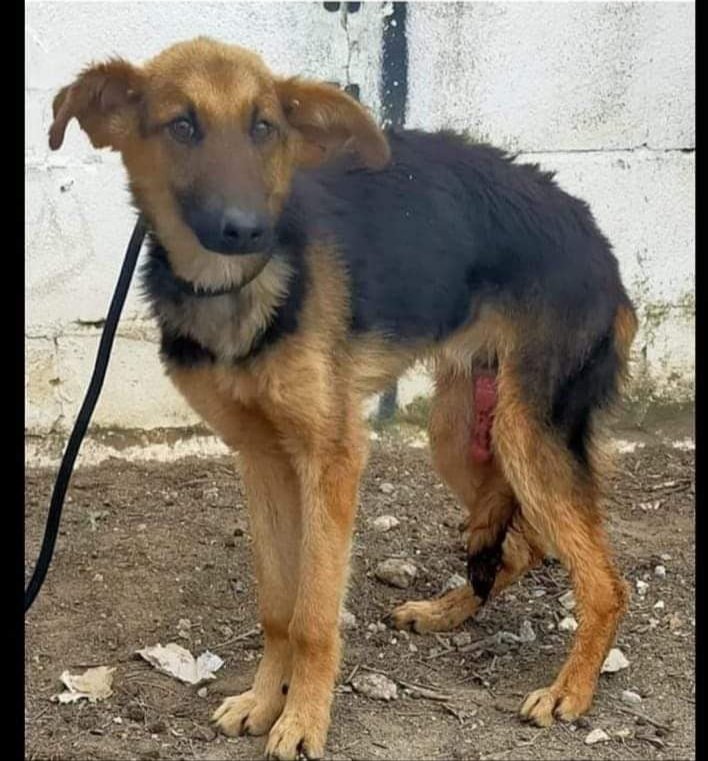 SilviaMylo's tweet photo. Lo han sacado de la perrera los Pppeludos de Jerez y ha dado negativo a enfermedades pero tiene infección y necesita una acogida urgente ‼️
Es un cachorro de 8 meses
Gente de Cádiz por favor 🙏 😢
Poneros en contacto con ellos
669 12 20 58
😢🆘📢📢📢📢📢📢📢📢 https://t.co/564rAgTLfB