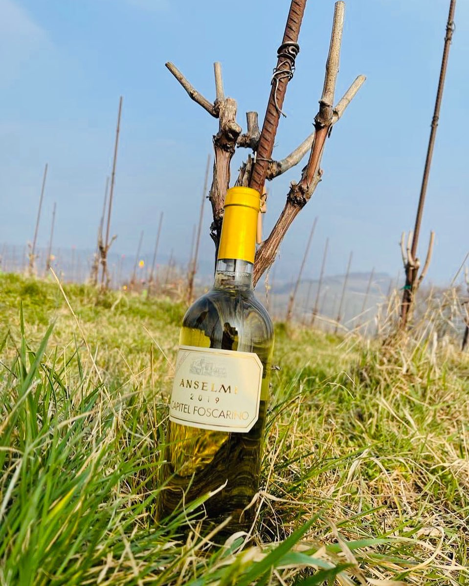 amo_wine's tweet photo. Oggi vi proponiamo il “Capitel Foscarino�� di Anselmi. Dal color giallo paglierino, dai sentori di albicocche e frutta tropicale, camomilla e sfumature minerali, al palato elegante e di struttura, finale persistente. https://t.co/kxCushfujJ #vini #wines #vinibianchi #whitewines https://t.co/IeEynUmr3s