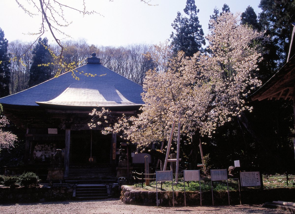 penkichi9's tweet photo. #法用寺 の #虎の尾桜 
2006.5 

過去の写真です。
会津でも桜がさきだしたようです。
いきたいなあ。

明日もいい日に

#camera #Mamiya #645ProTL  
#lens #CSekor55_110mm F4.5 
#film #Kodak #E100VS 
#会津 #会津美里町 
#桜 #花 #中判 
#filmphotography 
#mediumformat
#cherryblossom https://t.co/pVfTVwhWmx