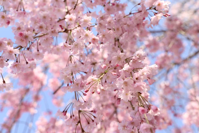 桜が空から降ってくる。お城で色づく八重桜。#写真好きな人と繋がりたい #桜2023 #名古屋城 