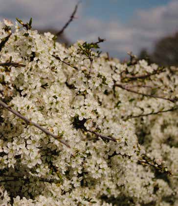 One of the best hedges for coastal gardens, Blackthorn (Prunus spinosa) is also very good for wildlife. 'Designing and Creating a Coastal Garden' is available from online retailers, local bookshops and at crowood.com  @crowoodpress #wildifegarden #coastalgarden