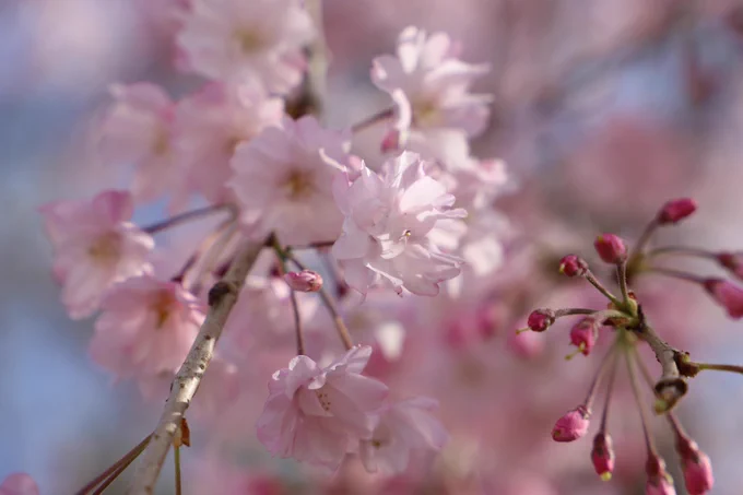 #写真好きな人と繋がりたい #桜2023 #名古屋城 