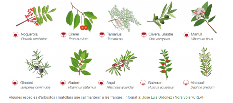CREAF_ecologia's tweet photo. Quines plantes cal afavorir a les franges perimetrals per intentar evitar els #incendis forestals #IIFF?
🌿Aquelles que tenen fulles verdes tot l'any i tenen un contingut d'aigua més elevat.
🪵 Aquelles que generen poques restes fines i necessiten més calor per encendre's. https://t.co/ykY0DPPo35