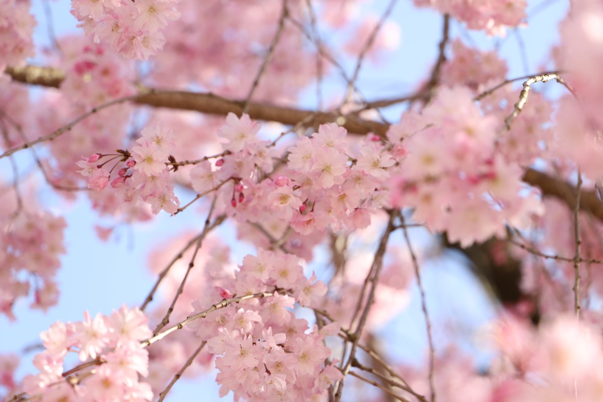 「漫画みたいな色だけど、色調整を一切していない名古屋城の桜です。#写真好きな人と繋」|みやたみほ｜グラフィックデザイナー｜キャラクターデザイナー｜キビグラフィカ｜のイラスト