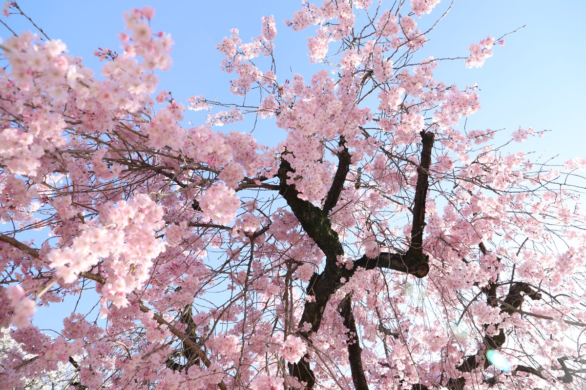 「漫画みたいな色だけど、色調整を一切していない名古屋城の桜です。#写真好きな人と繋」|みやたみほ｜グラフィックデザイナー｜キャラクターデザイナー｜キビグラフィカ｜のイラスト