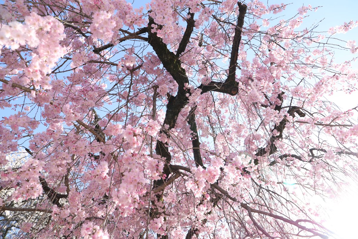 「漫画みたいな色だけど、色調整を一切していない名古屋城の桜です。#写真好きな人と繋」|みやたみほ｜グラフィックデザイナー｜キャラクターデザイナー｜キビグラフィカ｜のイラスト