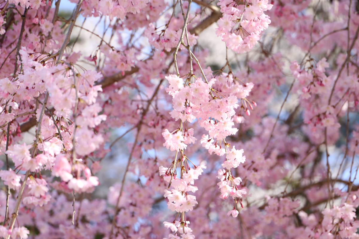 「漫画みたいな色だけど、色調整を一切していない名古屋城の桜です。#写真好きな人と繋」|みやたみほ｜グラフィックデザイナー｜キャラクターデザイナー｜キビグラフィカ｜のイラスト