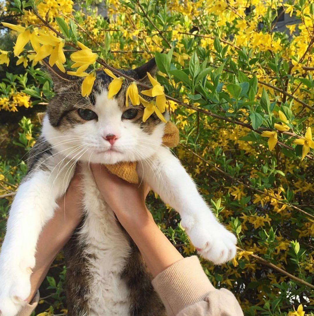 ladyoforien's tweet photo. cats https://t.co/DRVKPC44VL